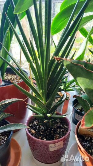 Растения комнатные