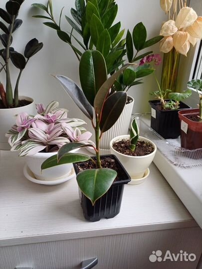 Фикус эластика Мелани