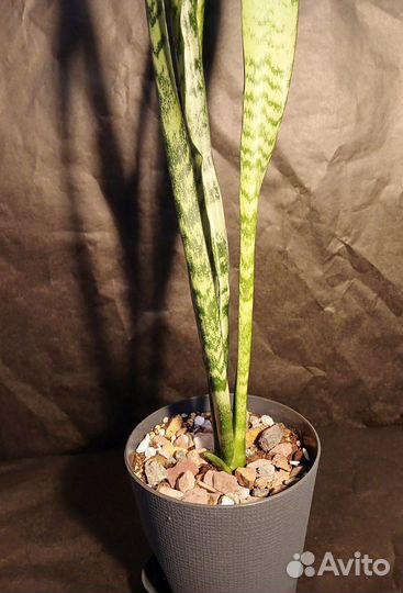 Сансевиерия Зейланика