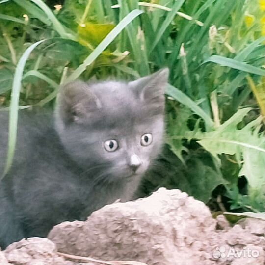 Котята в добрые руки 1 месяц