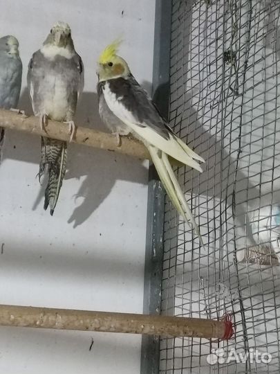 Попугай корелла