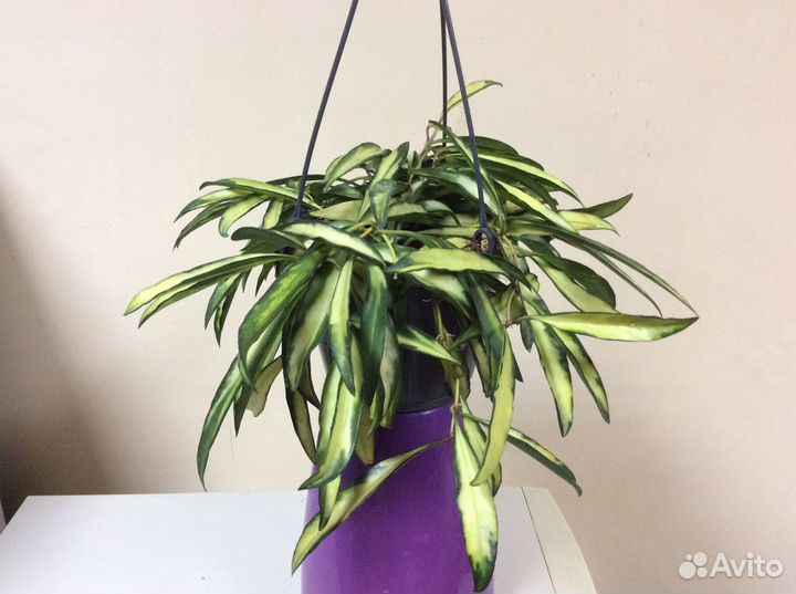 Хойя Вайети триколор и мурайя