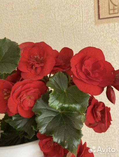 Бегония красная