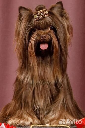 Йоркширский терьер (вязка, мальчик)