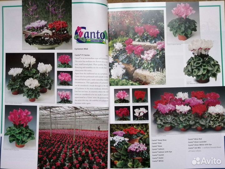 Каталог одно летних цветов