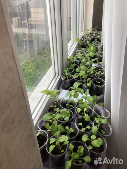 Рассада однолетних цветов