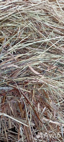 Сено в рулонах и тюках