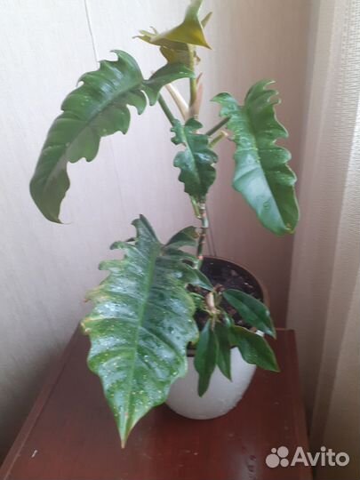 Филодендрон