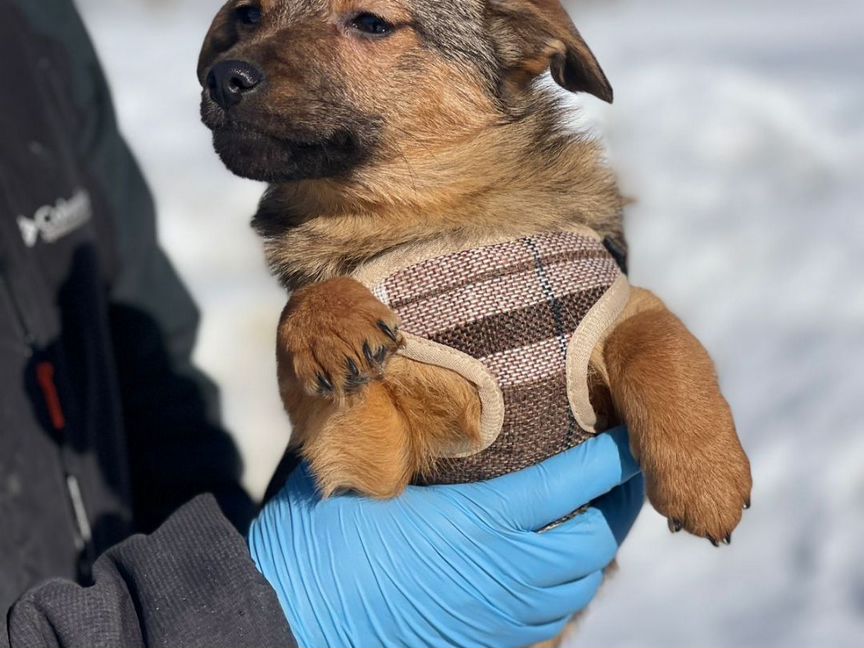 Щенок в добрые руки