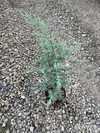 Можжевельник скальный Мунглоу