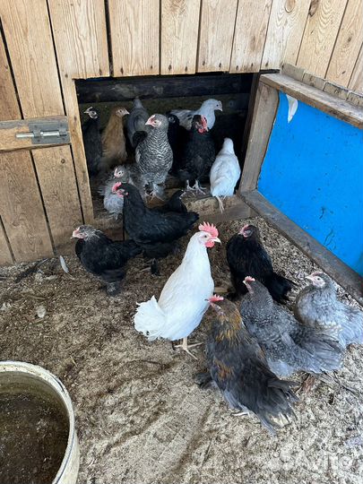 Куры молодки несушки