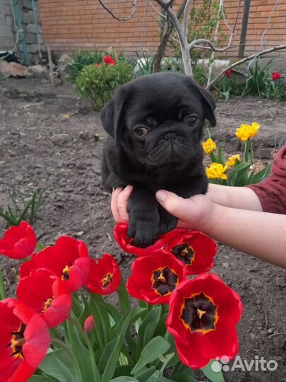 Щенки мопса