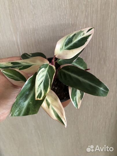 Домашние растения