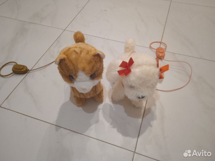 Кот с собака на поводке