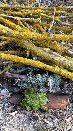 Мох, лишайник