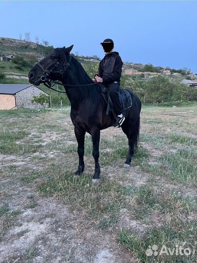 Карачаевский жеребец