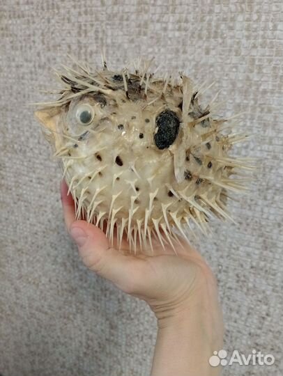 Рыба Фугу (Чучело)