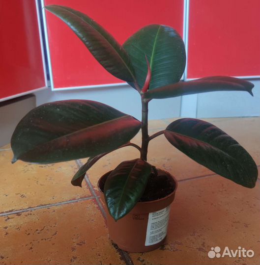 Фикус робуста