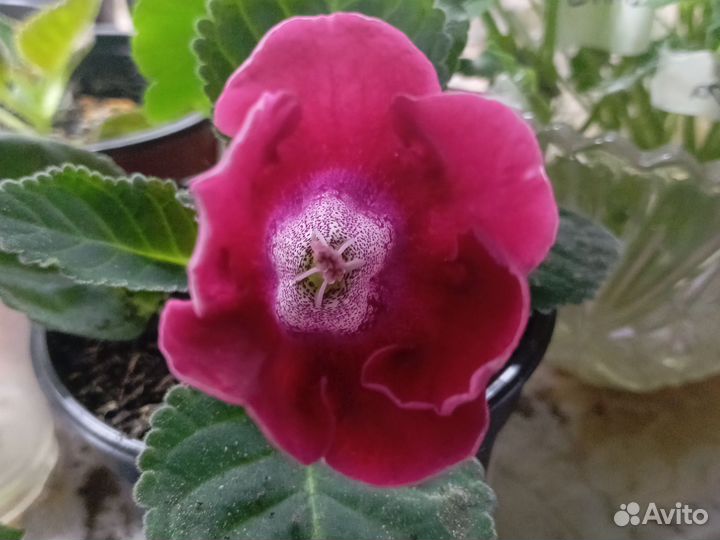 Глоксиния цветущая