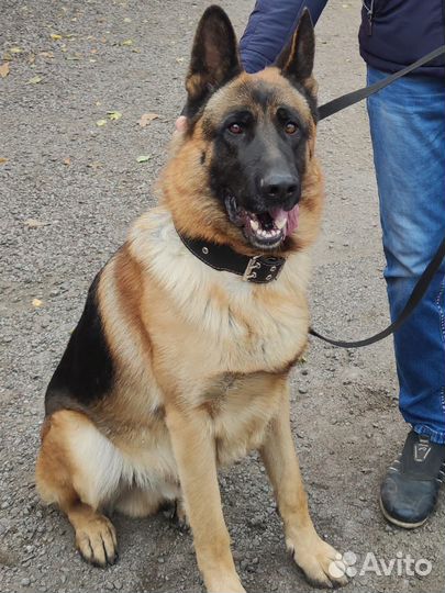 Немецкая овчарка,вязка