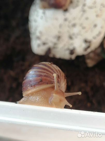 Улитки Ахатины (Achatina immaculata)