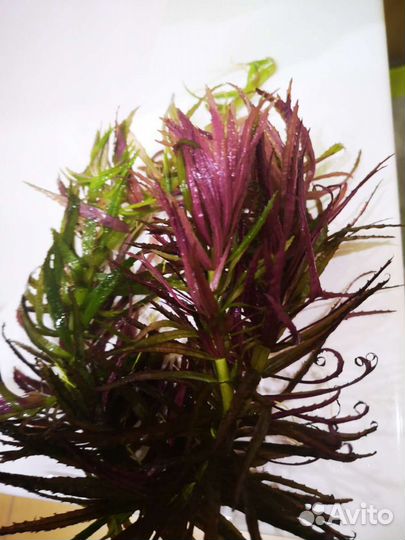 Аквариумные растения бесплатно по воскесеньям