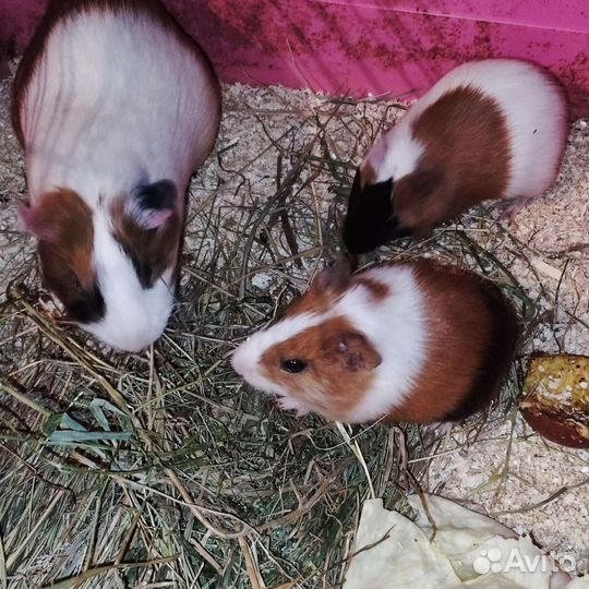 Морские свинки