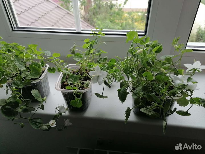 Кампанула жених и невеста