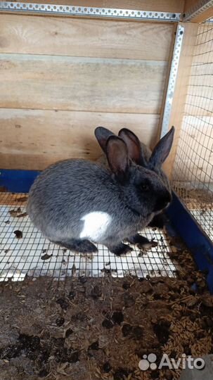 Кролики полтавское серебро