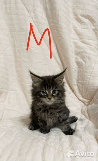 Котята мейн-кун