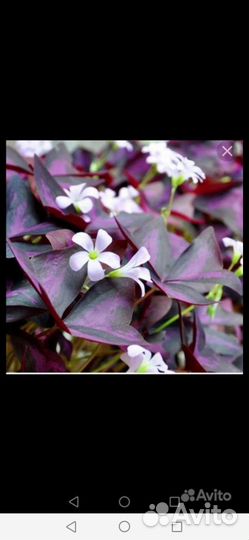 Кислица (оксалис), 2 вида