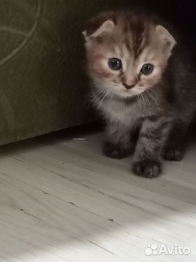 Кошки вислоухие