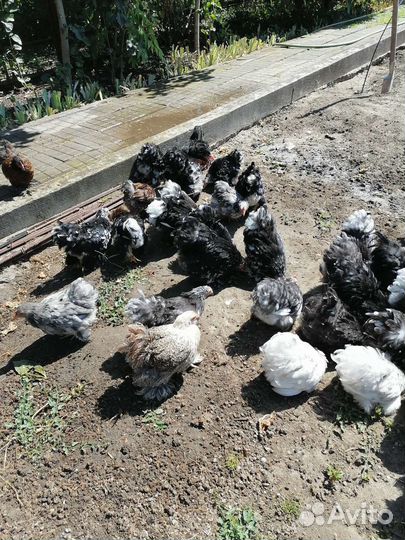 Куры петухи