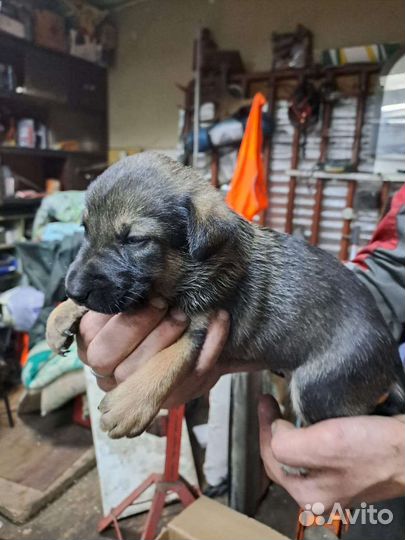 Милые девочки щенки в добрые руки
