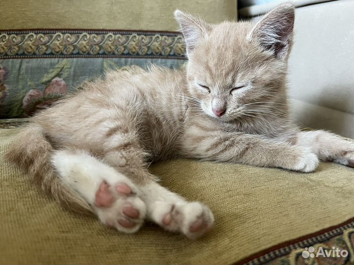 Кошка в дар бесплатно