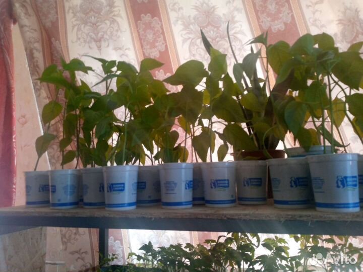 Рассада сладкого перца