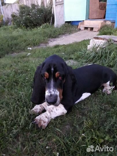 Вязка Бассет Хаунд