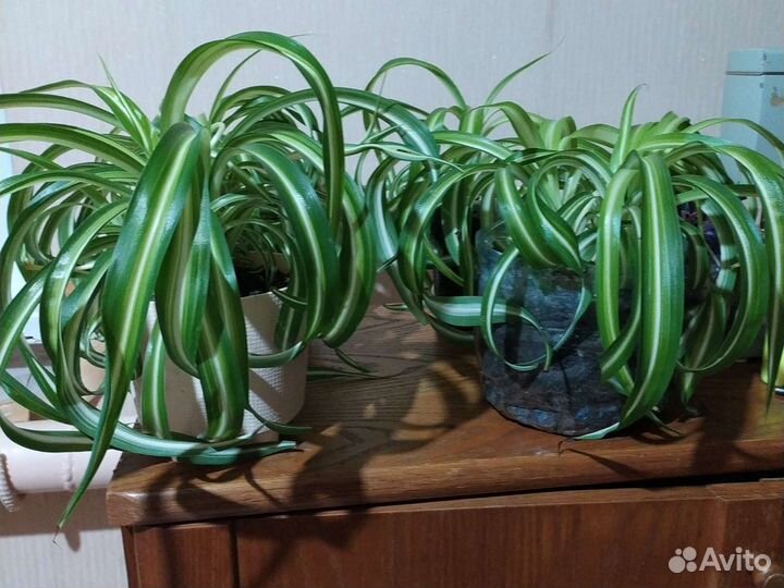 Хлорофитум кудрявый