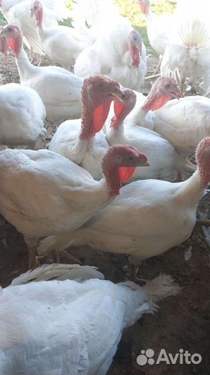 Индюки биг 6