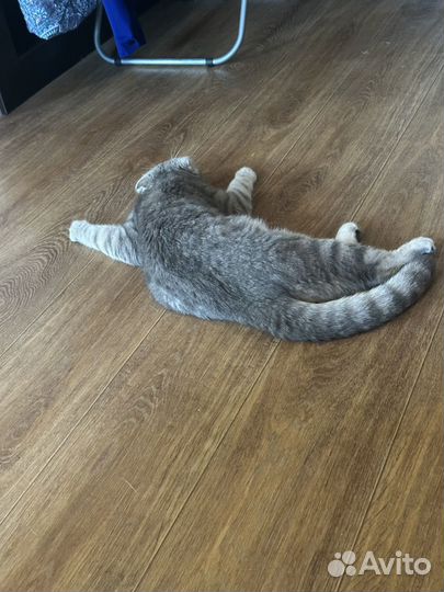 Шотландский кот вязка