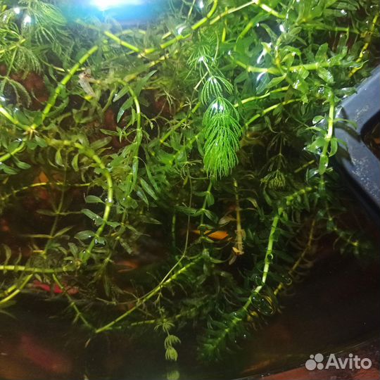 Элодея и роголистник