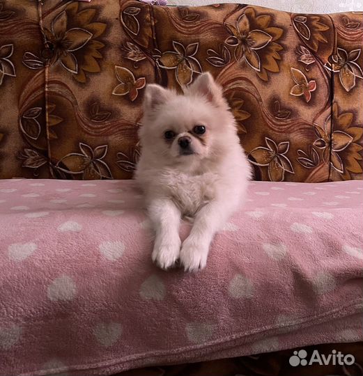 Шпиц для вязки