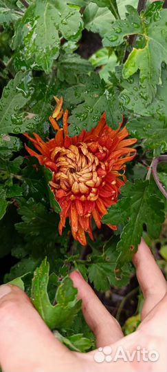 Хризантема срез корейская