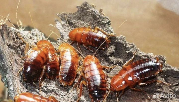 Сверчки, туркменский таракан