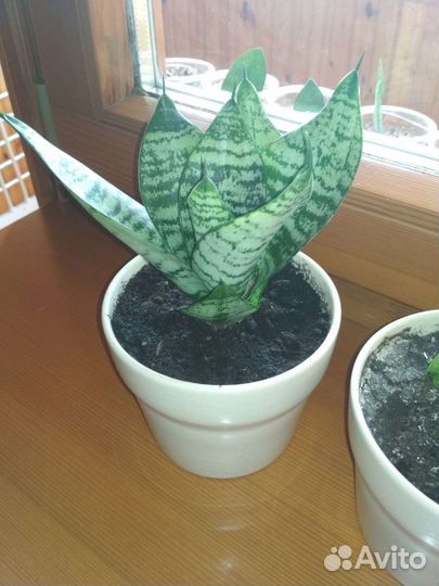 Сансевиерия карликовая