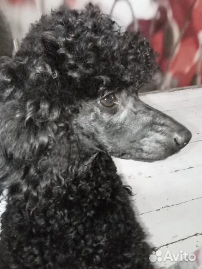 Кобель для вязки