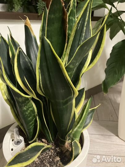 Сансевиерия