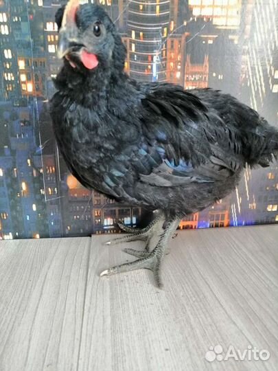 Петушки молодые