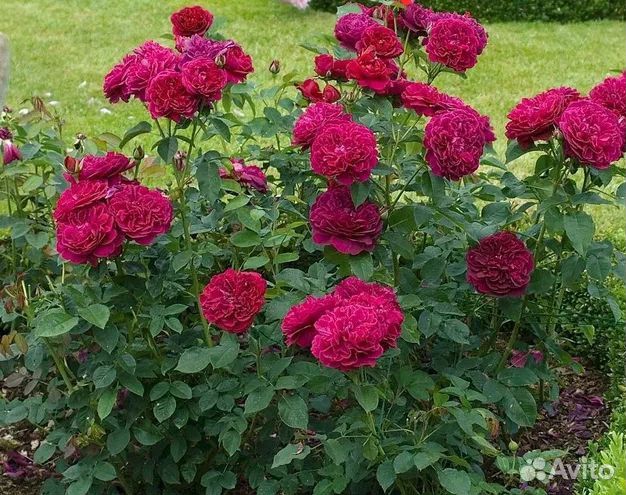 Роза кустовая