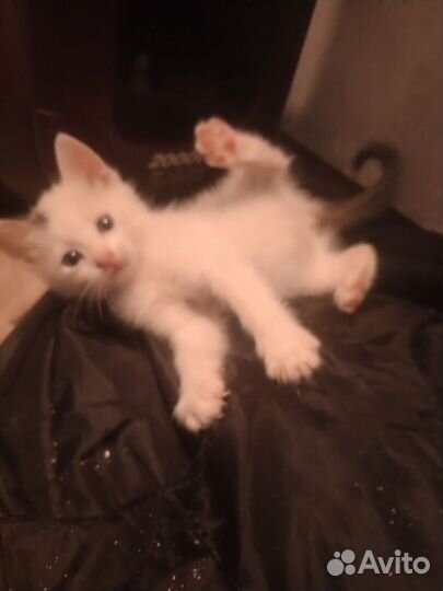 Котята в дар